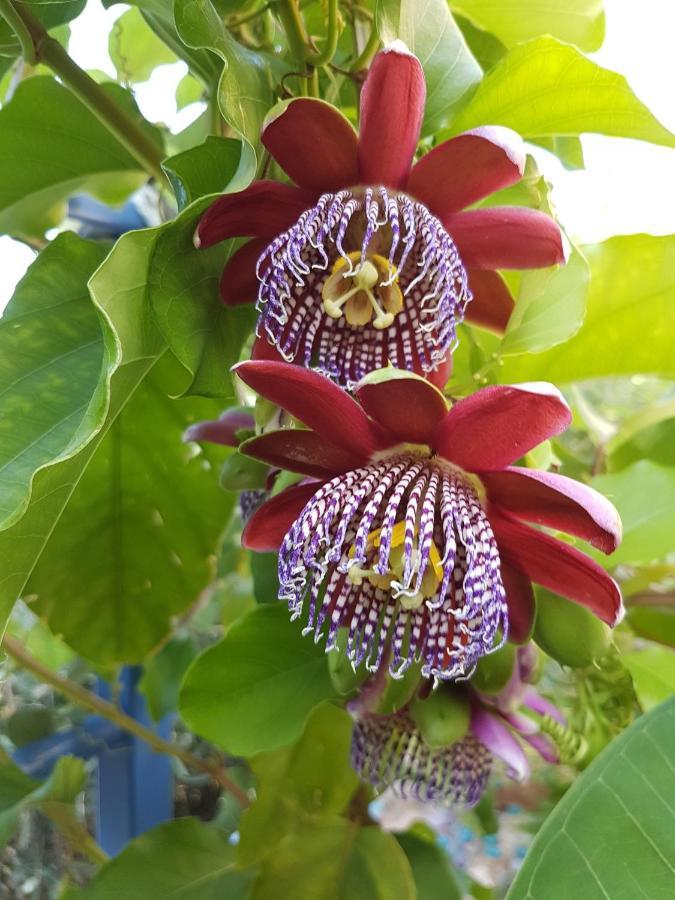 Sea Flower Villa Bali Crete Vlikhádha Esterno foto